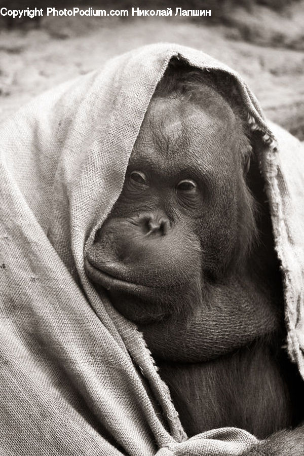 Animal, Ape, Mammal, Monkey, Blanket, Home Decor, Quilt