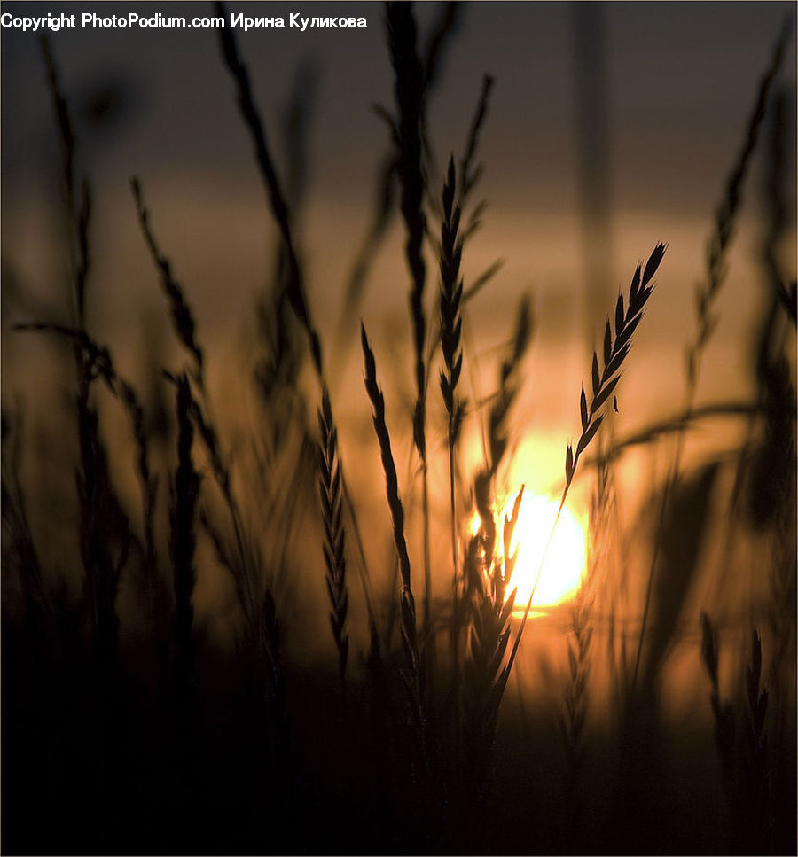Field, Grass, Grassland, Plant, Weed, Dawn, Dusk