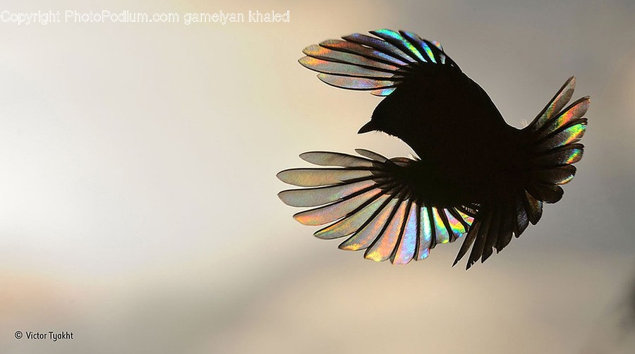 Bird, Animal, Flying, Jay, Bee Eater