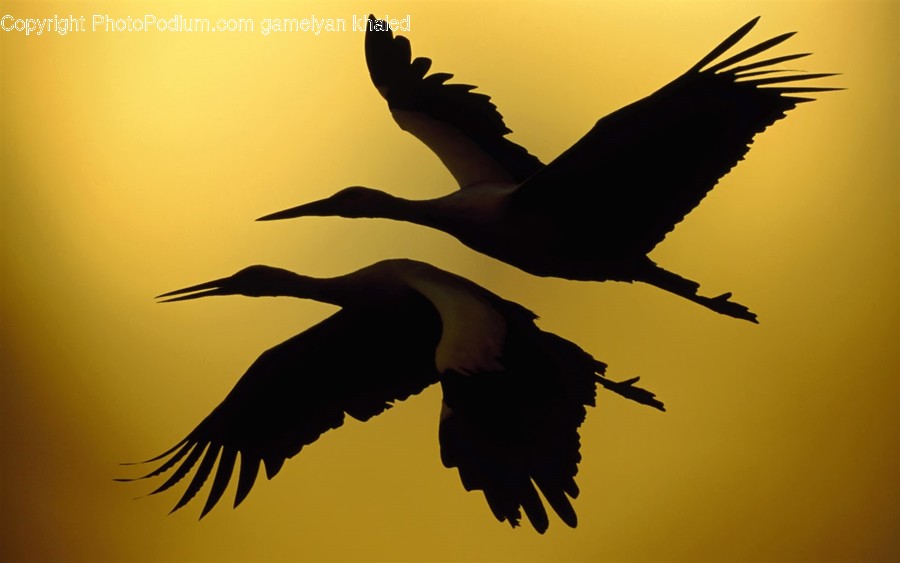 Animal, Bird, Flying, Crane Bird, Waterfowl