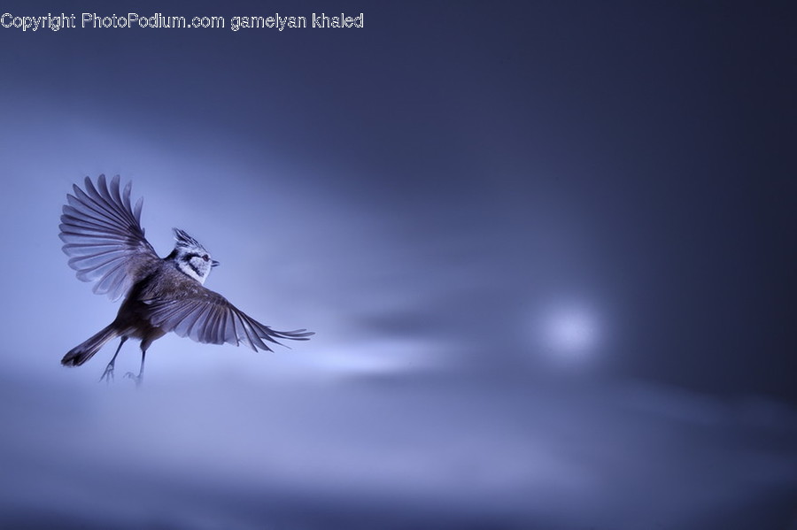 Animal, Bird, Waterfowl, Flying, Ardeidae
