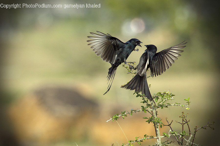 Bird, Animal, Blackbird, Agelaius, Flying