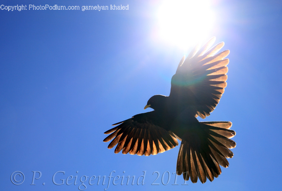 Animal, Bird, Sunlight, Flare, Light