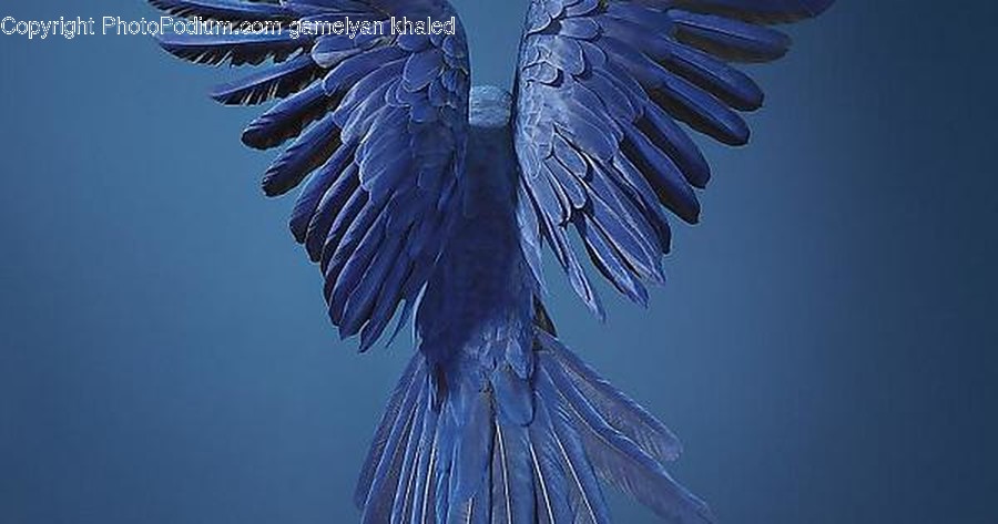 Bird, Animal, Flying, Art, Outdoors