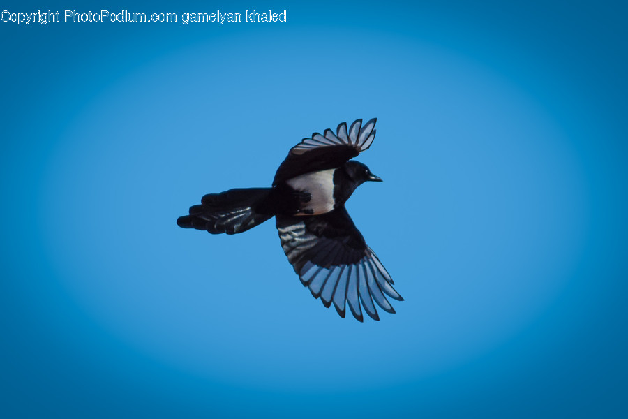 Bird, Animal, Magpie