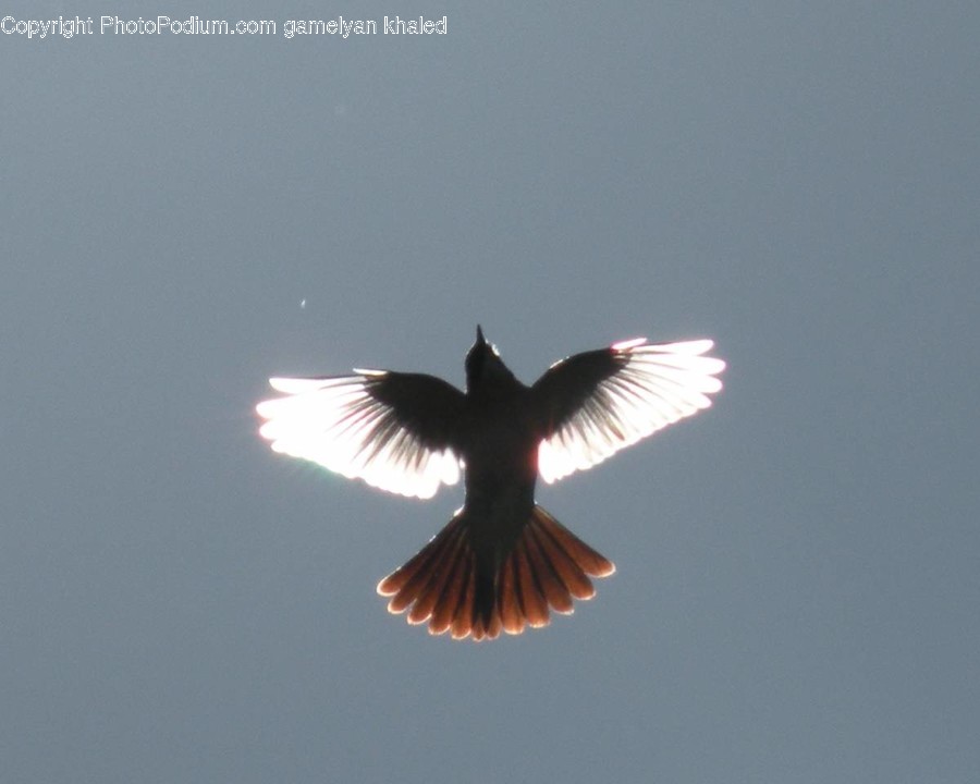 Animal, Bird, Flying, Magpie, Agelaius