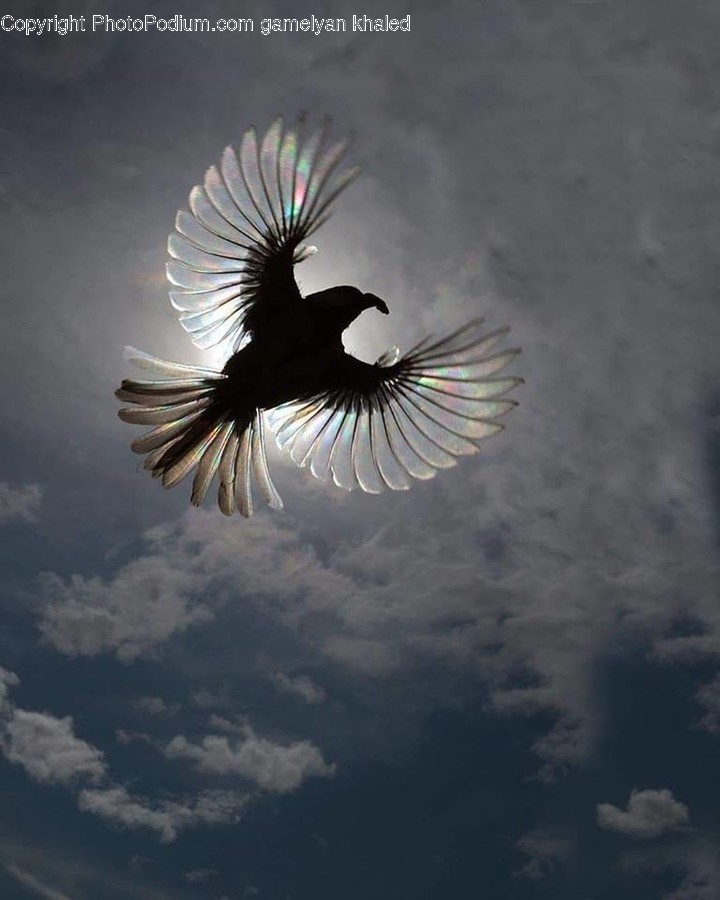Animal, Bird, Vulture, Flying, Eagle