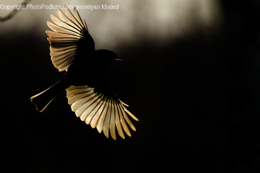 Animal, Bird, Flying, Magpie, Blackbird