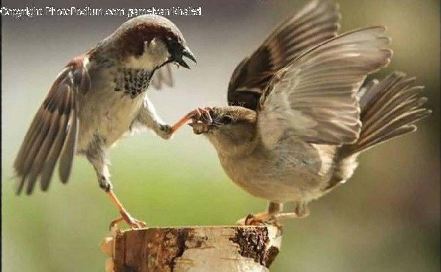 Bird, Sparrow, Animal, Beak, Anthus