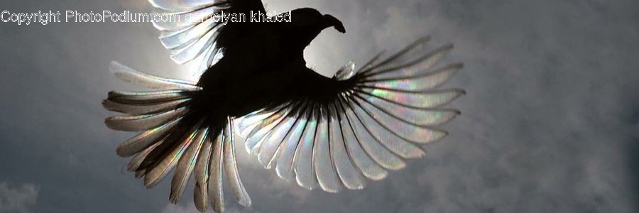 Bird, Animal, Vulture, Crow, Kite Bird