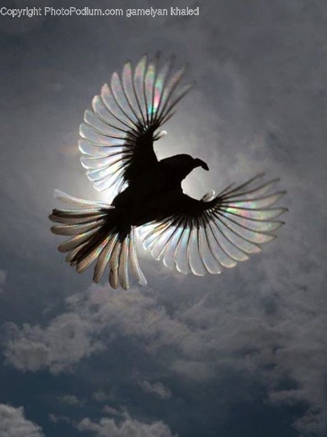 Bird, Animal, Flying, Vulture, Crow
