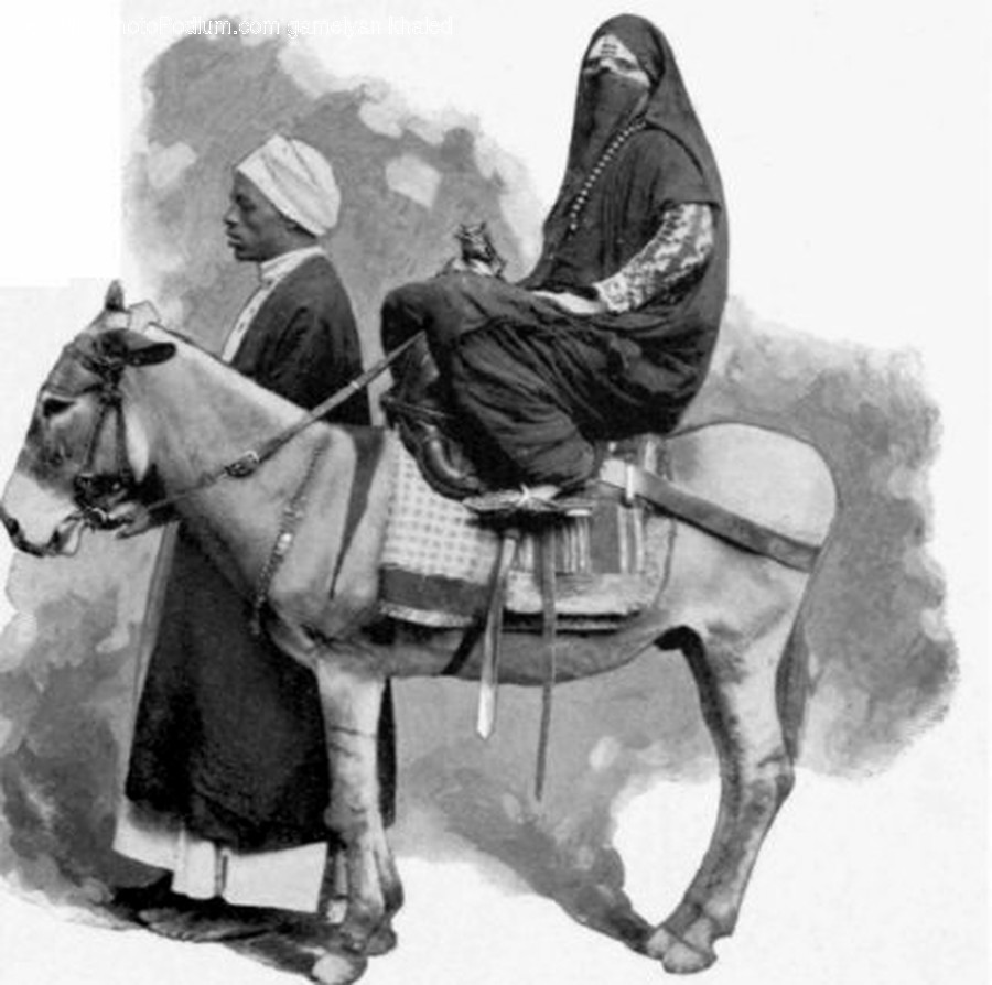 Horse, Animal, Mammal, Human, Person