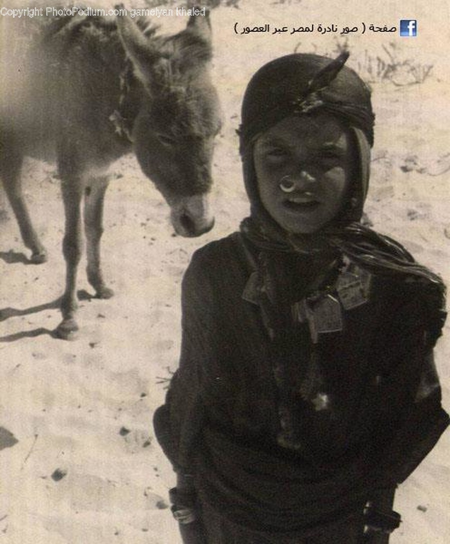 Mammal, Animal, Donkey, Person, Human