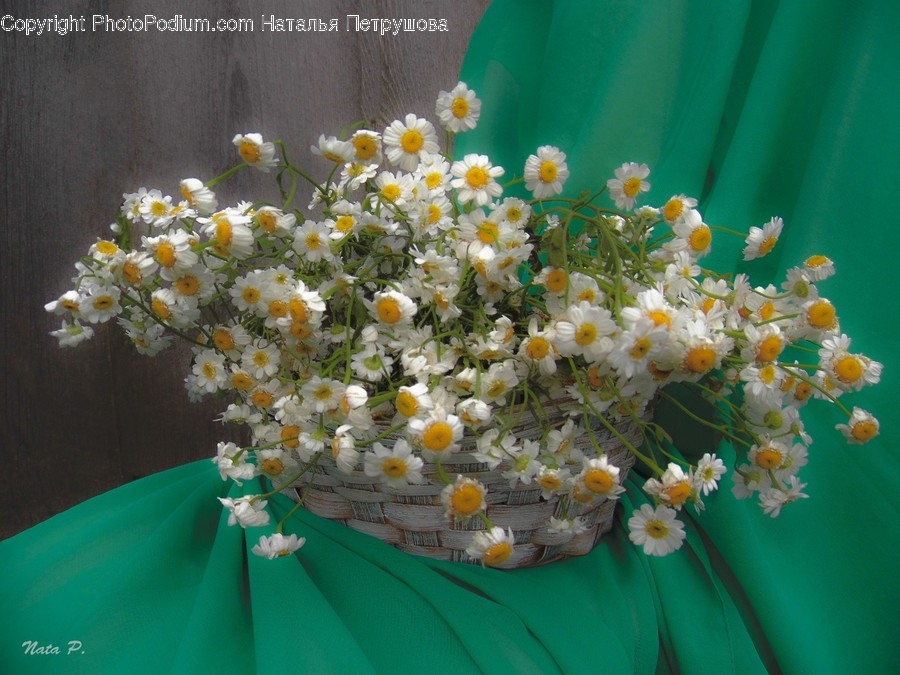 Plant, Blossom, Flower, Flower Bouquet, Flower Arrangement