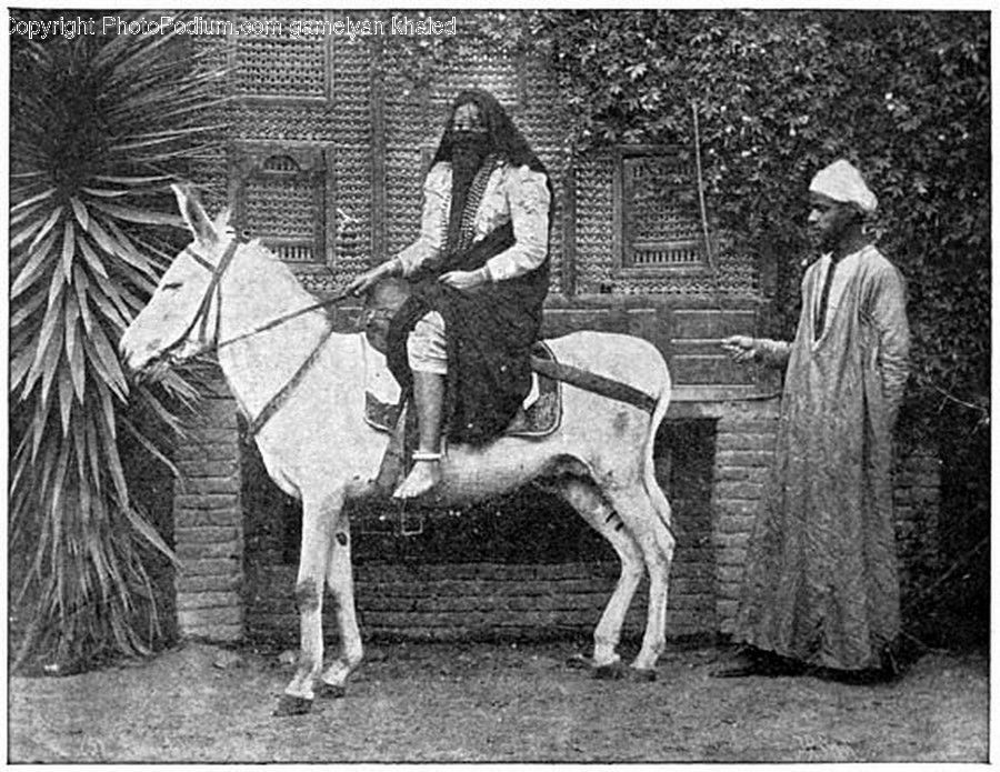 Mammal, Animal, Horse, Human, Person