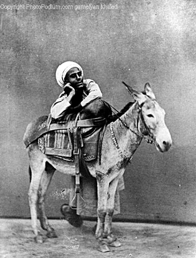 Mammal, Horse, Animal, Helmet, Clothing