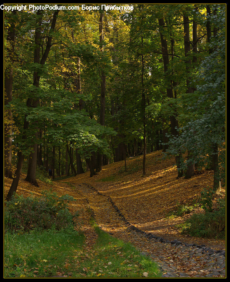 Forest, Vegetation, Dirt Road, Gravel, Road, Grove, Land