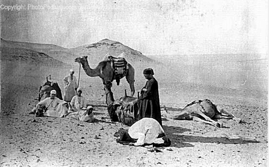 Person, Human, Mammal, Camel, Animal