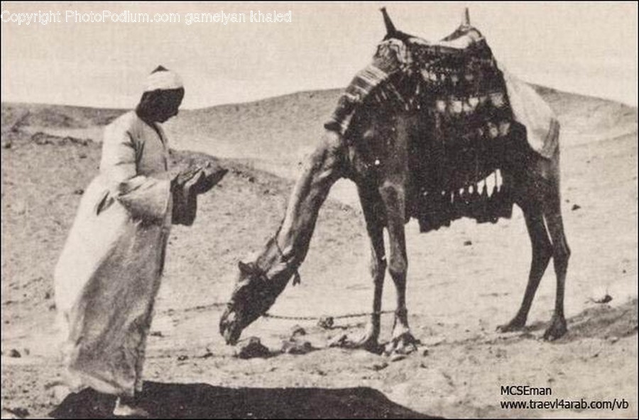 Animal, Mammal, Horse, Person, Human
