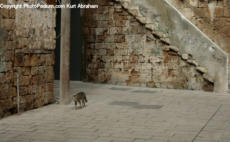 Animal, Cat, Mammal, Pet