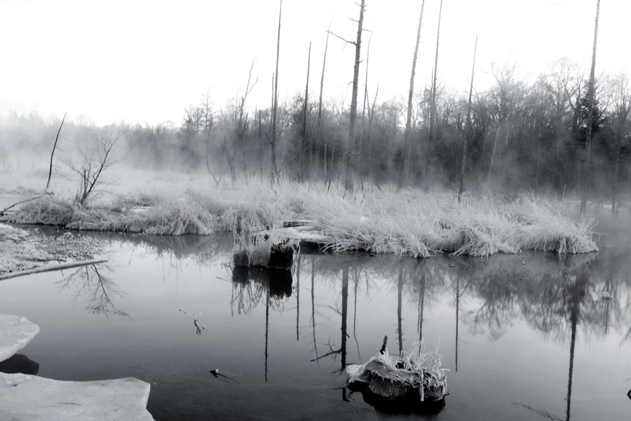 Nature, Outdoors, Land, Water, Swamp