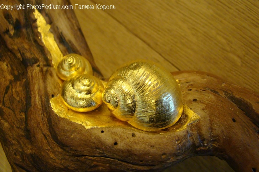 Animal, Invertebrate, Snail, Honey Bee, Bee