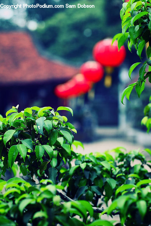 Plant, Bush, Vegetation, Herbal, Herbs, Planter, Ivy