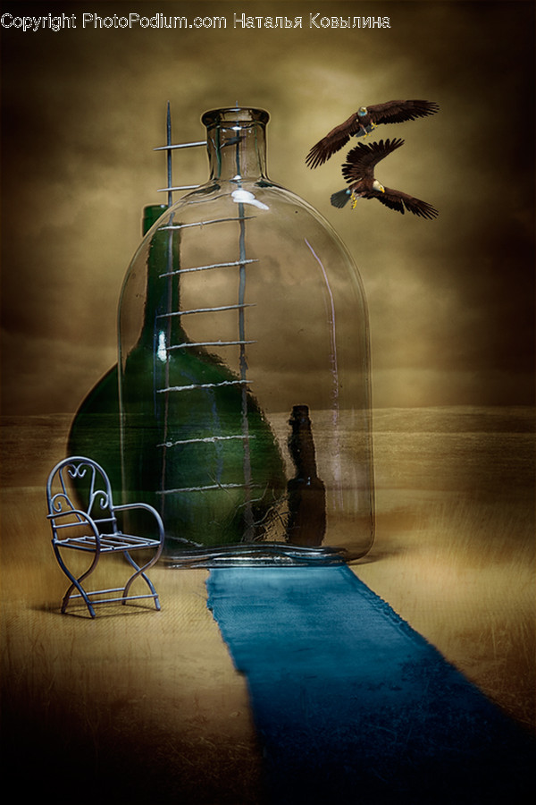 Animal, Bird, Chair, Furniture, Glass