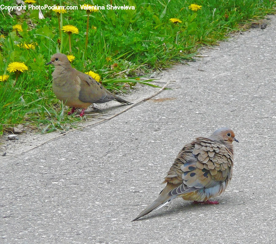 Bird, Dove, Pigeon, Finch, Robin, Anthus