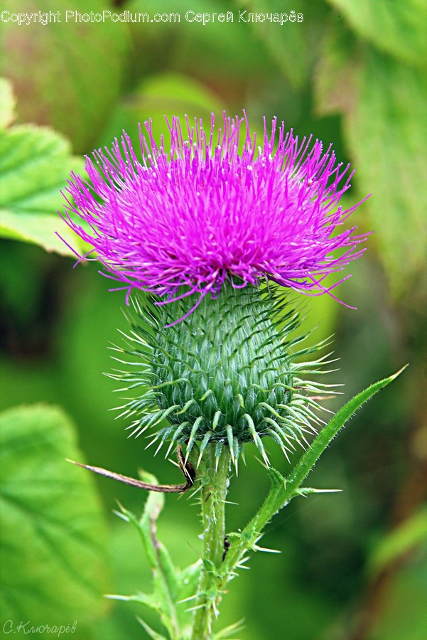 Plant, Flower, Blossom, Thistle