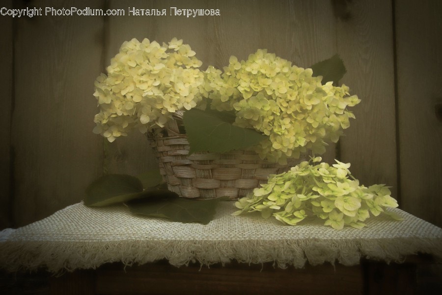 Plant, Blossom, Flower, Furniture, Tabletop