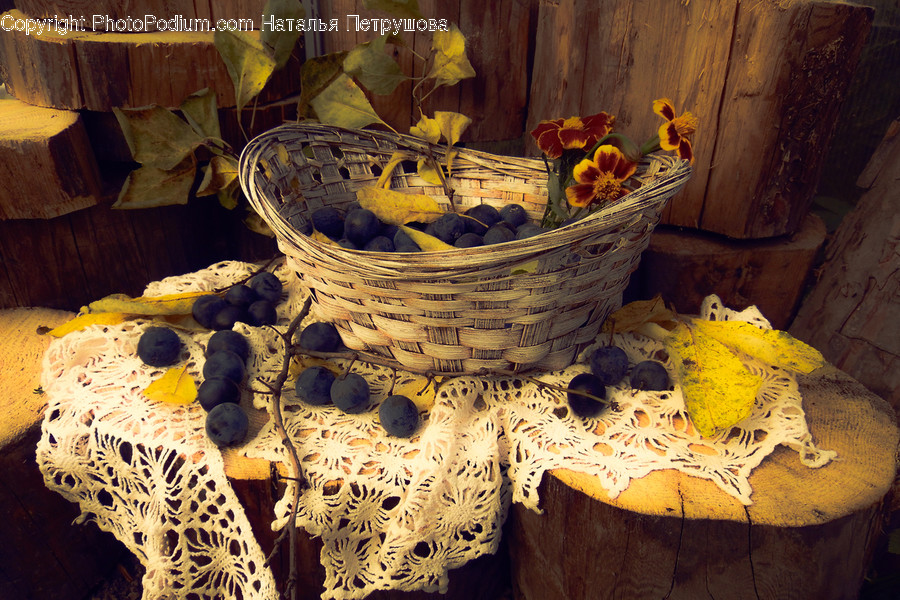 Basket, Furniture, Plant