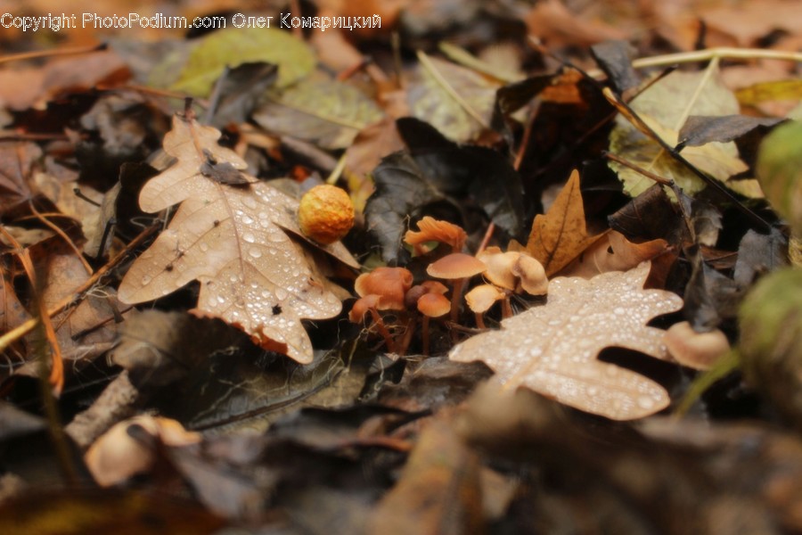 Plant, Leaf, Tree, Maple Leaf, Maple