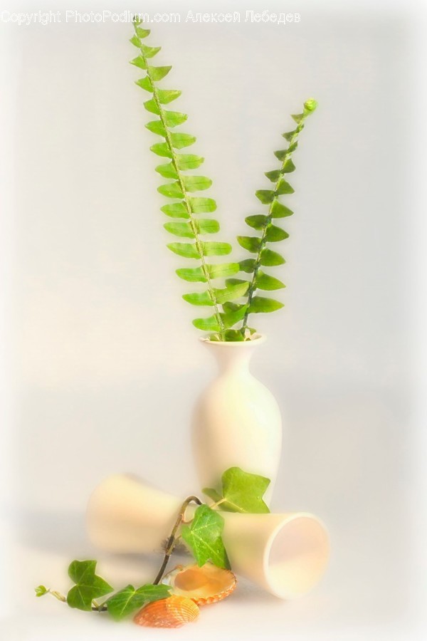 Plant, Jar, Vase, Pottery, Potted Plant