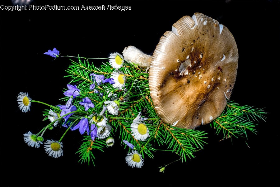 Plant, Tree, Agaric, Mushroom, Fungus