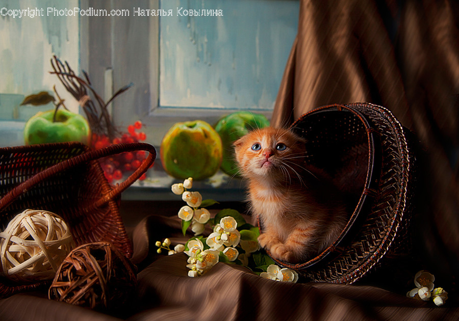 Plant, Apple, Food, Fruit, Pet