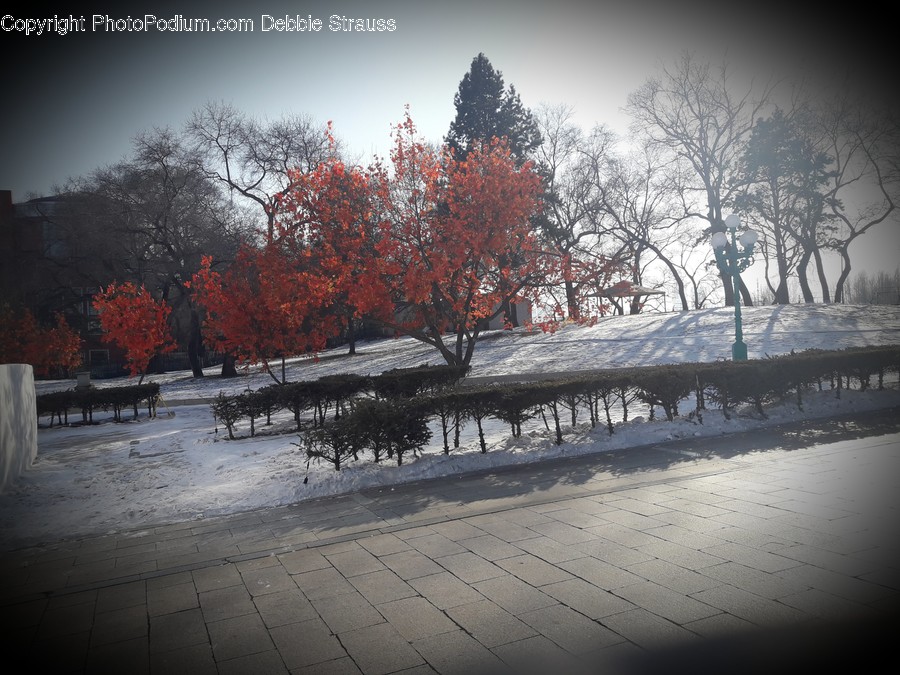Tree, Plant, Leaf, Maple, Nature