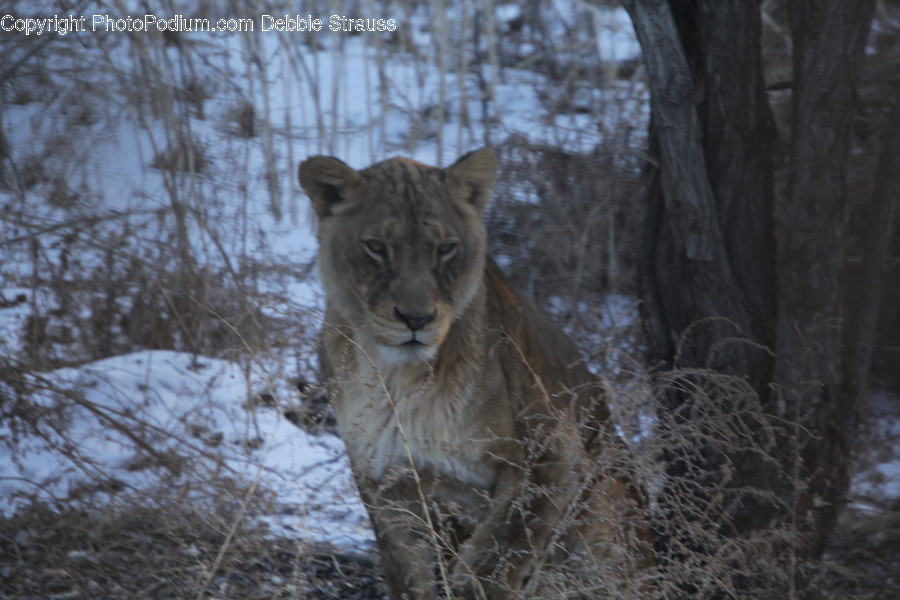 Wildlife, Mammal, Lion, Animal, Cougar