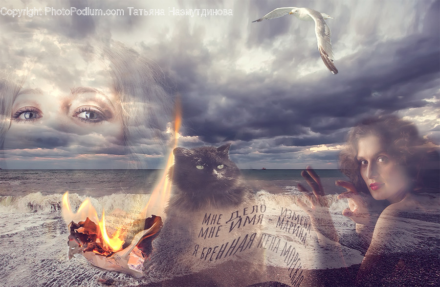 Bird, Animal, Person, Human, Nature