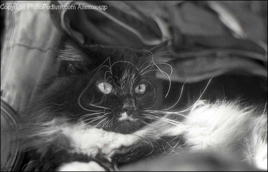 Mammal, Pet, Animal, Cat, Black Cat