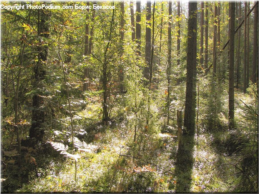 Forest, Vegetation, Conifer, Fir, Plant, Tree, Spruce