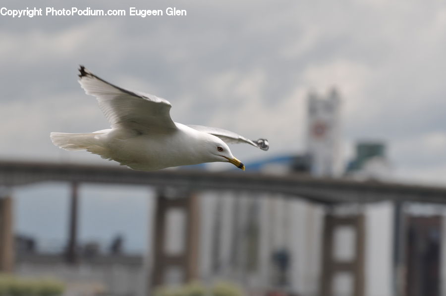 Bird, Seagull, Beak