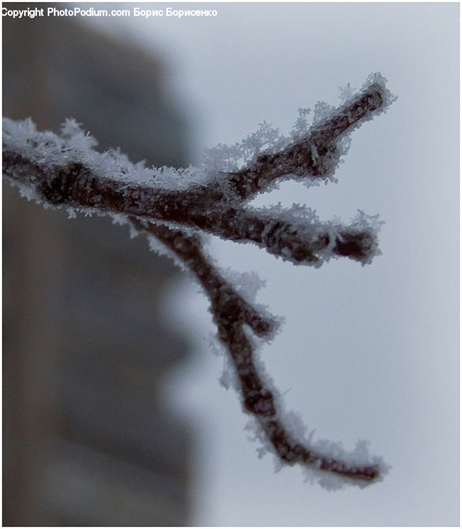 Frost, Ice, Outdoors, Snow, Conifer, Fir, Plant