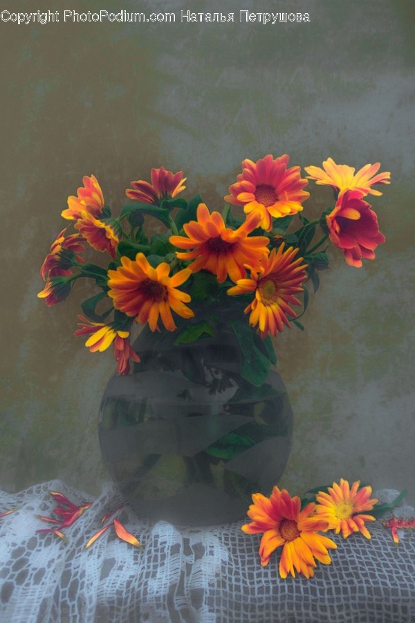 Plant, Blossom, Flower, Flower Arrangement, Flower Bouquet