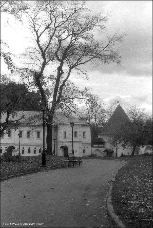Tree, Plant, Building, Tree Trunk, Furniture