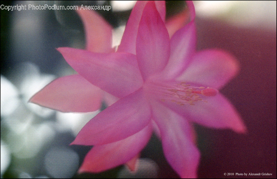 Plant, Flower, Blossom, Lily, Pond Lily