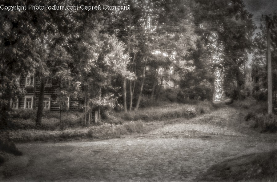 Tree, Plant, Vegetation, Ground, Woodland