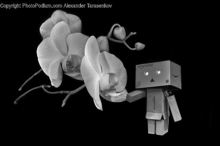 Plant, Blossom, Flower, Orchid