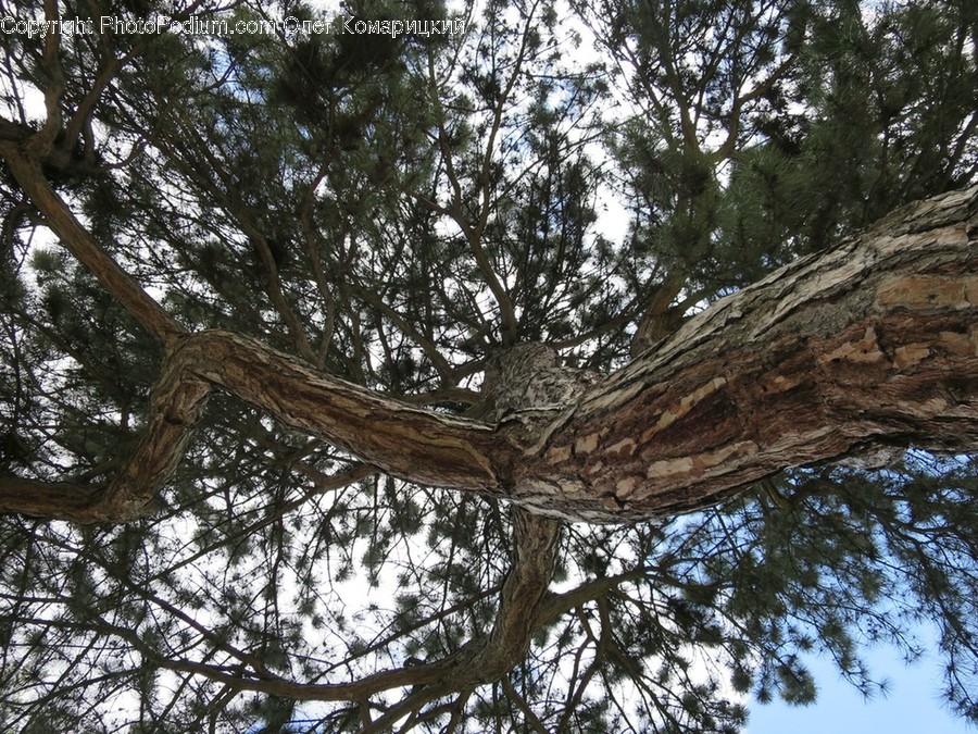 Plant, Tree, Tree Trunk, Conifer, Fir