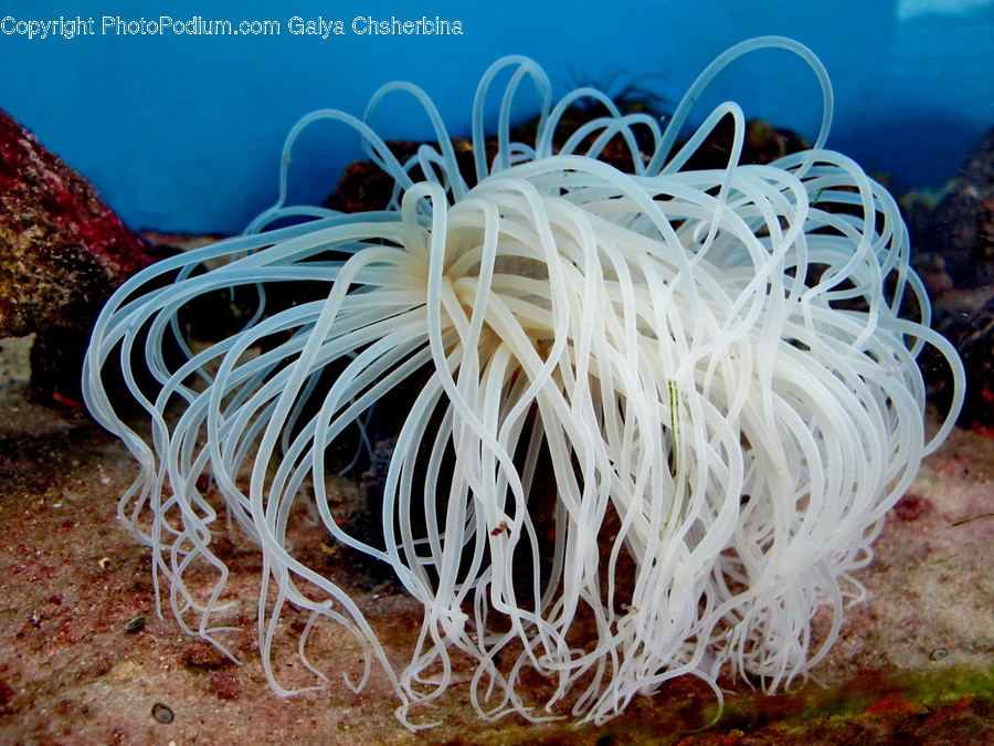 Sea Life, Animal, Invertebrate, Sea Anemone, Plant